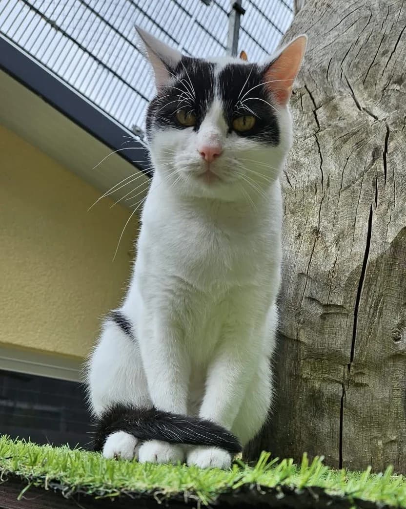 Harry, weiß male European Shorthair for adoption at Wally-Bangert-Tierheim Lohr am Main