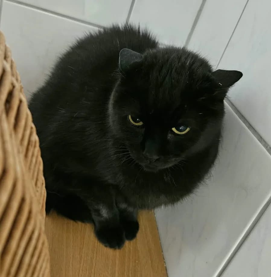 Mohrle Wohnungskater, male senior European Shorthair for adoption at Wally-Bangert-Tierheim Lohr am Main