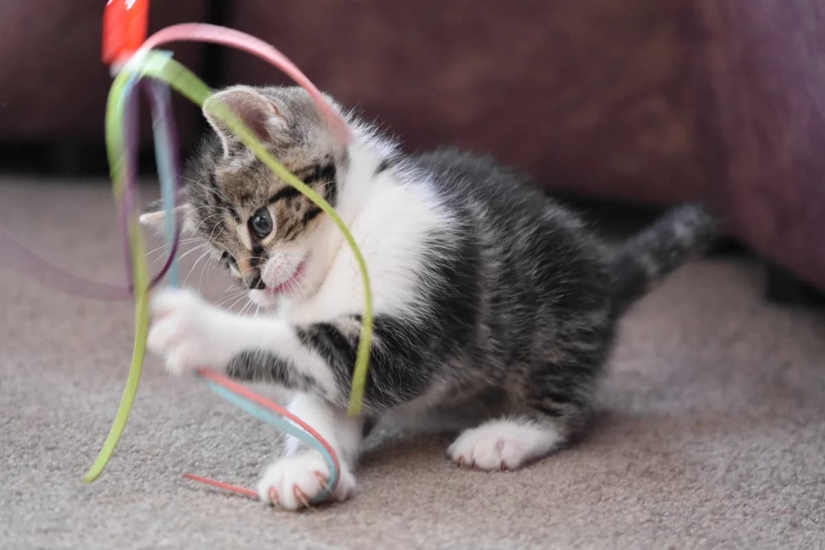 Katzenkinder zwischen 12 und 16 Wochen, Mixed Breed for adoption at Wally-Bangert-Tierheim Lohr am Main