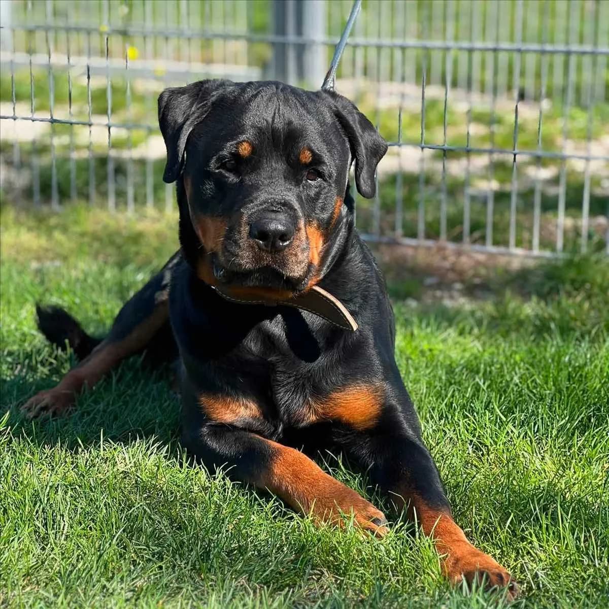 EDDY, male Rottweiler for adoption at Tierschutzverein München