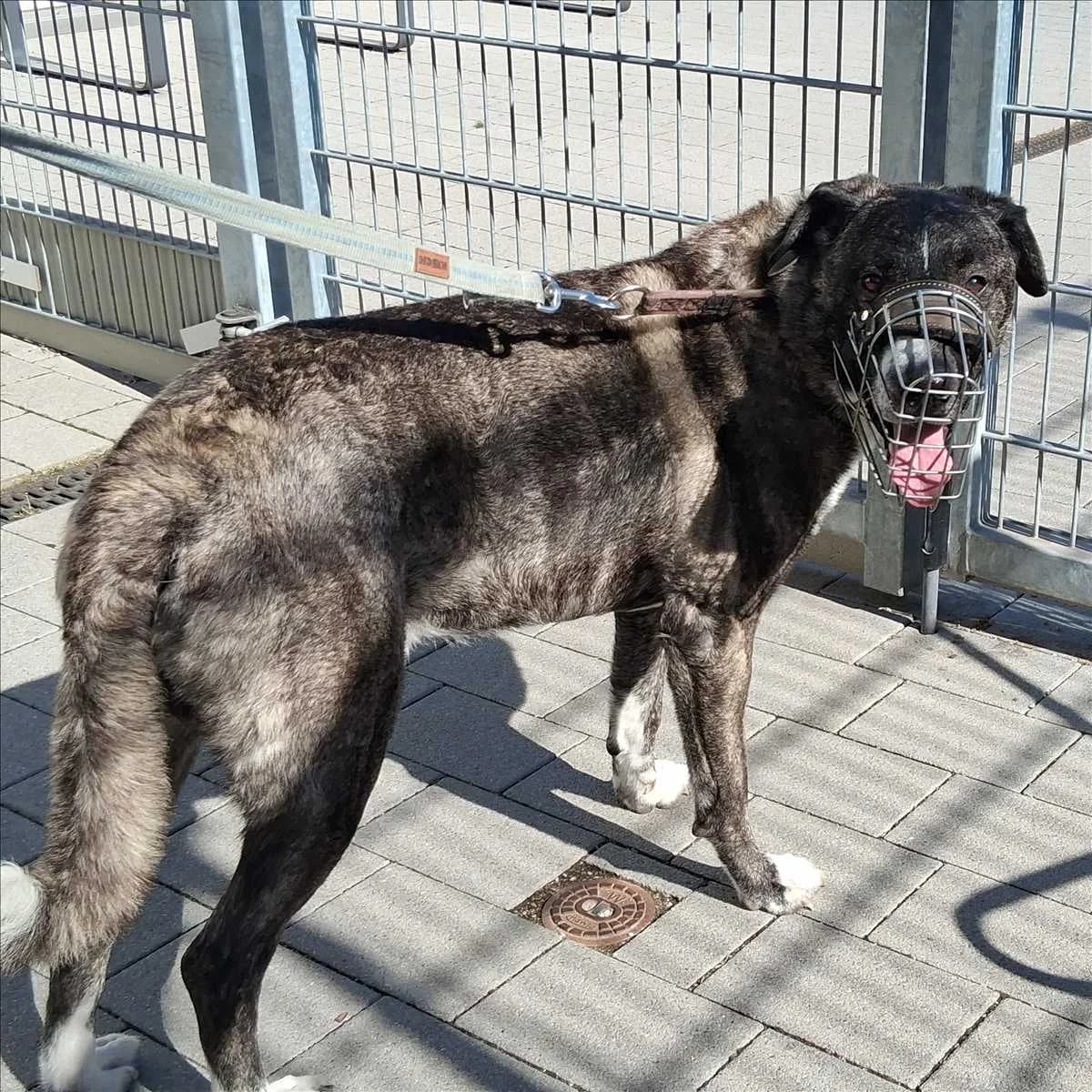 JOHNNY, male 5yo Mixed Breed for adoption at Tierschutzverein München