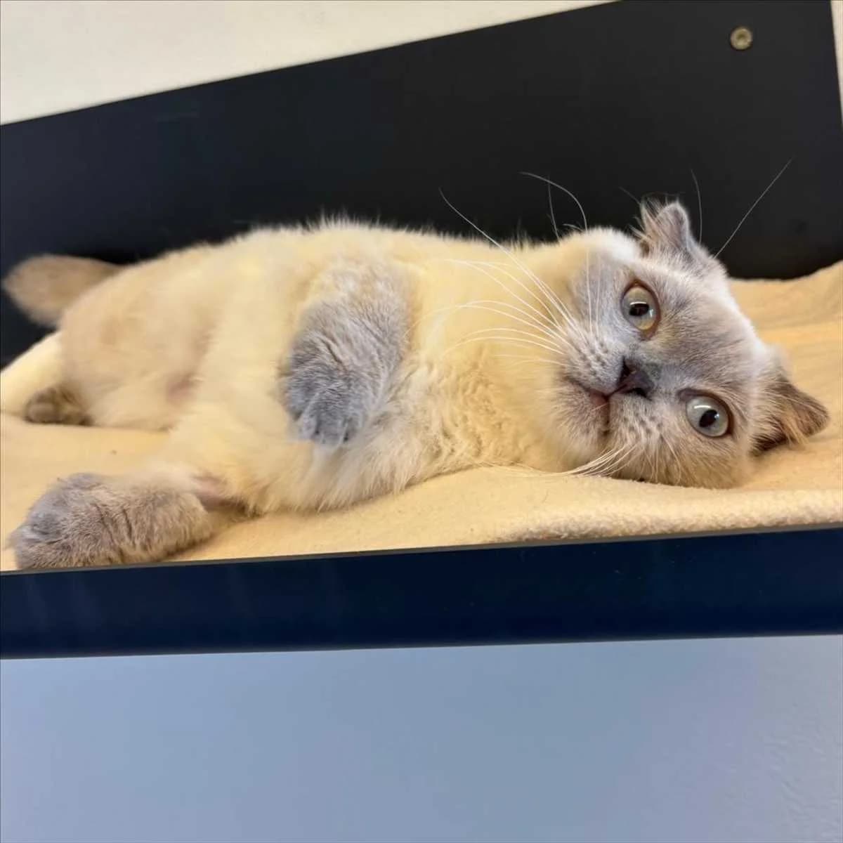 KUKU, male young Scottish Fold for adoption at Tierschutzverein München