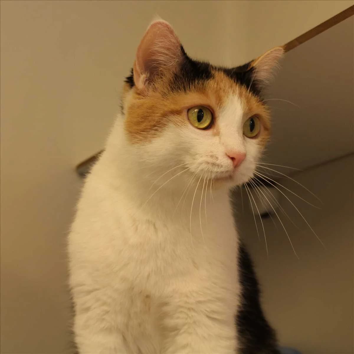 MINI, female mixed breed for adoption at Tierschutzverein München