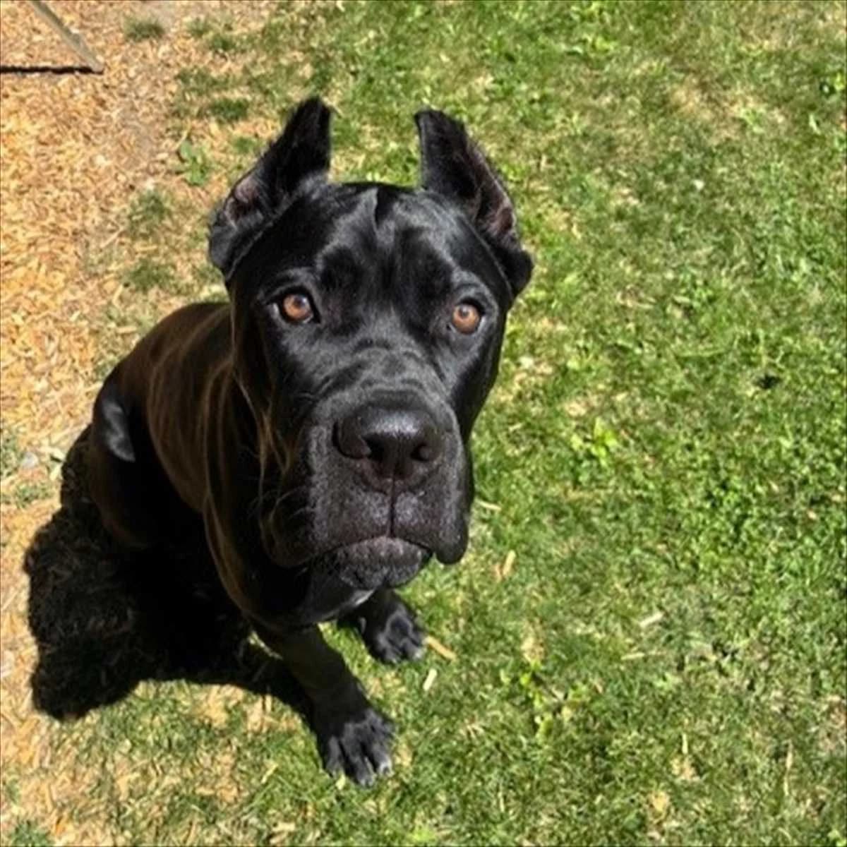 MERLIN, male young Cane Corso for adoption at Tierschutzverein München
