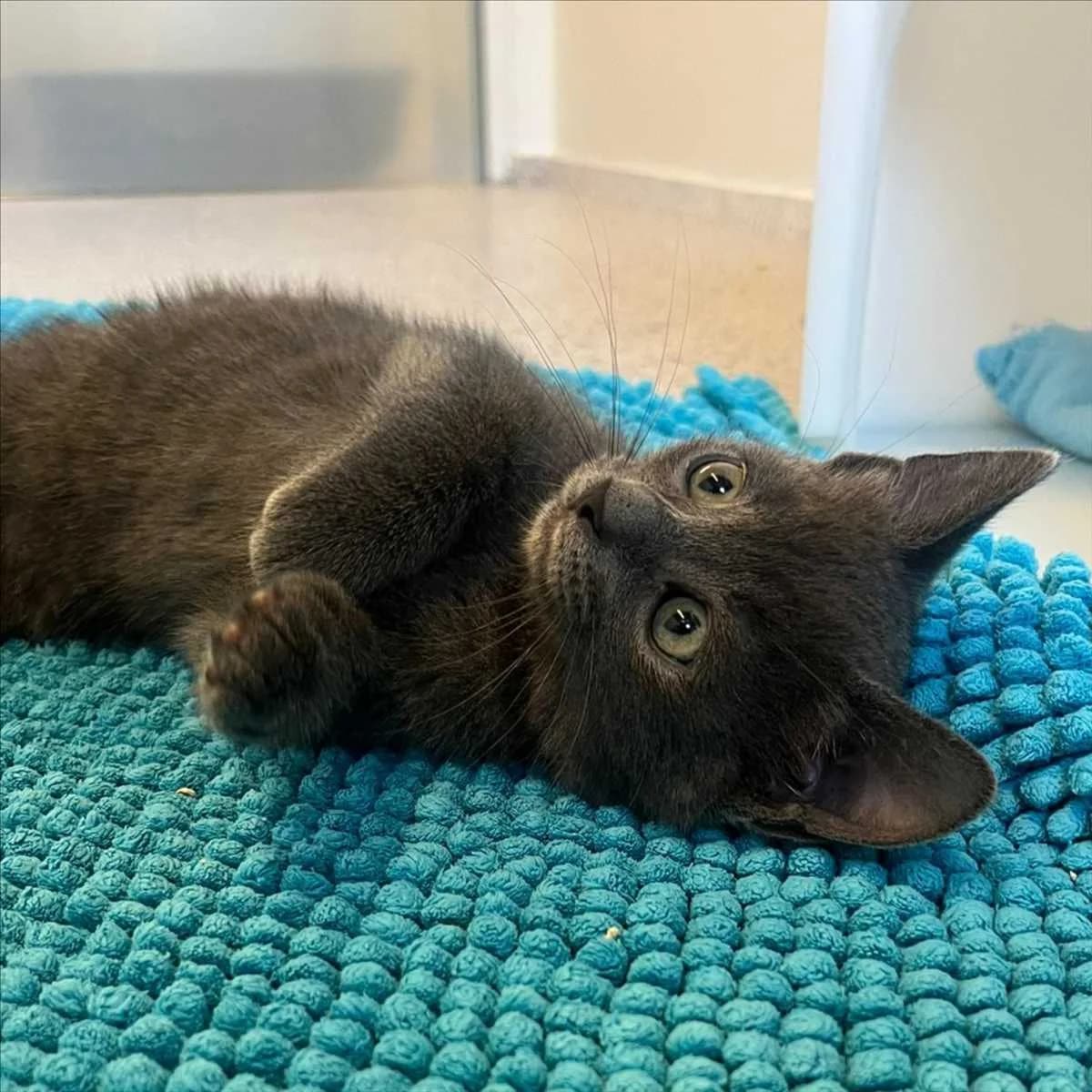 ANGELINA, female mixed breed for adoption at Tierschutzverein München