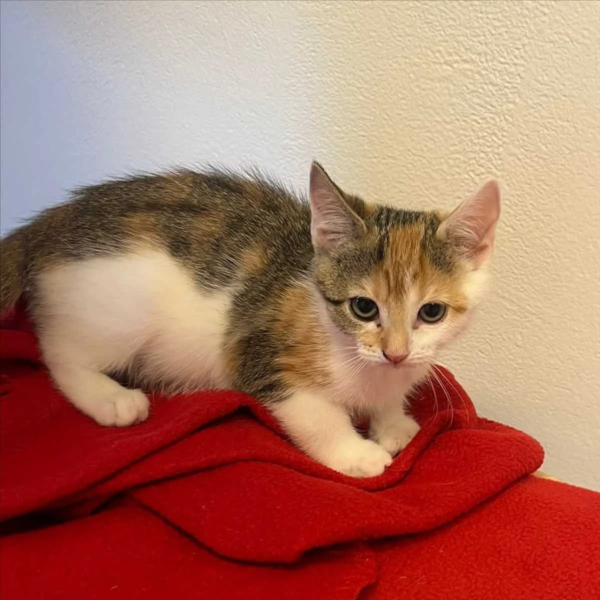 TAMA, female mixed breed for adoption at Tierschutzverein München