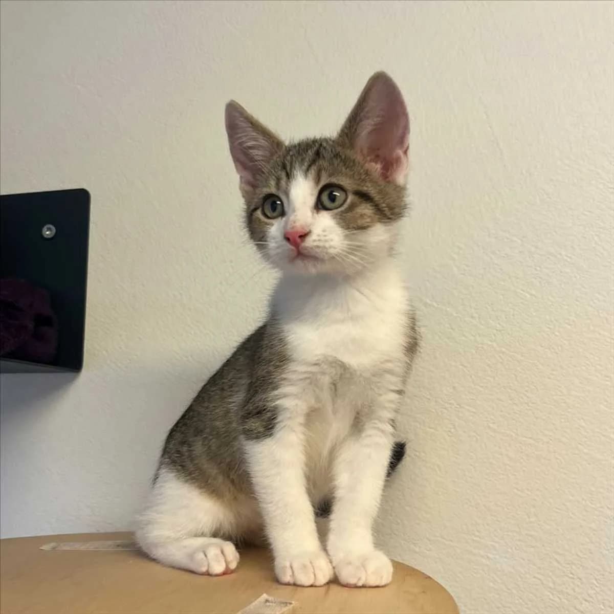 TAMINO, male mixed breed for adoption at Tierschutzverein München