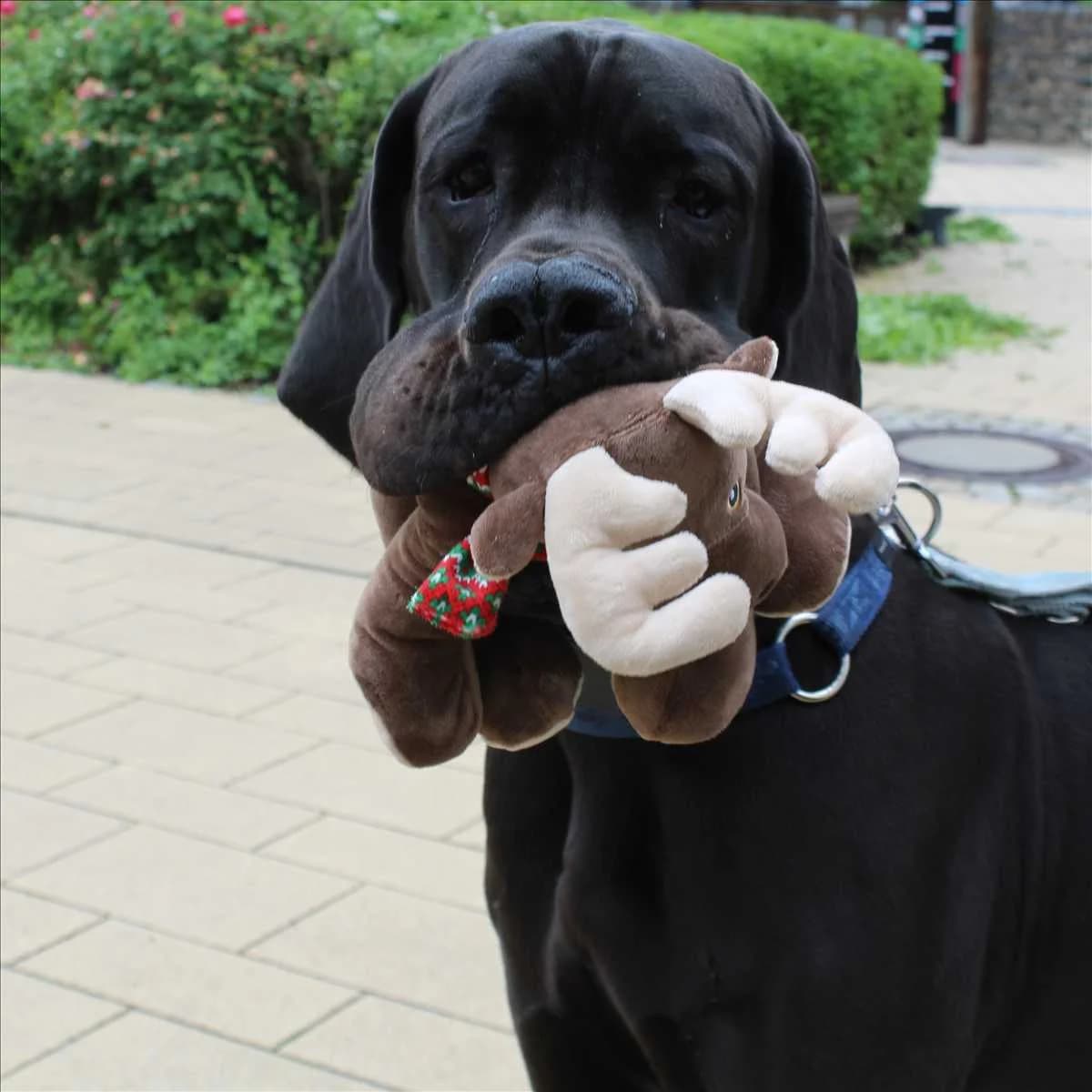 PHANTOM, male young mixed breed for adoption at Tierschutzverein München