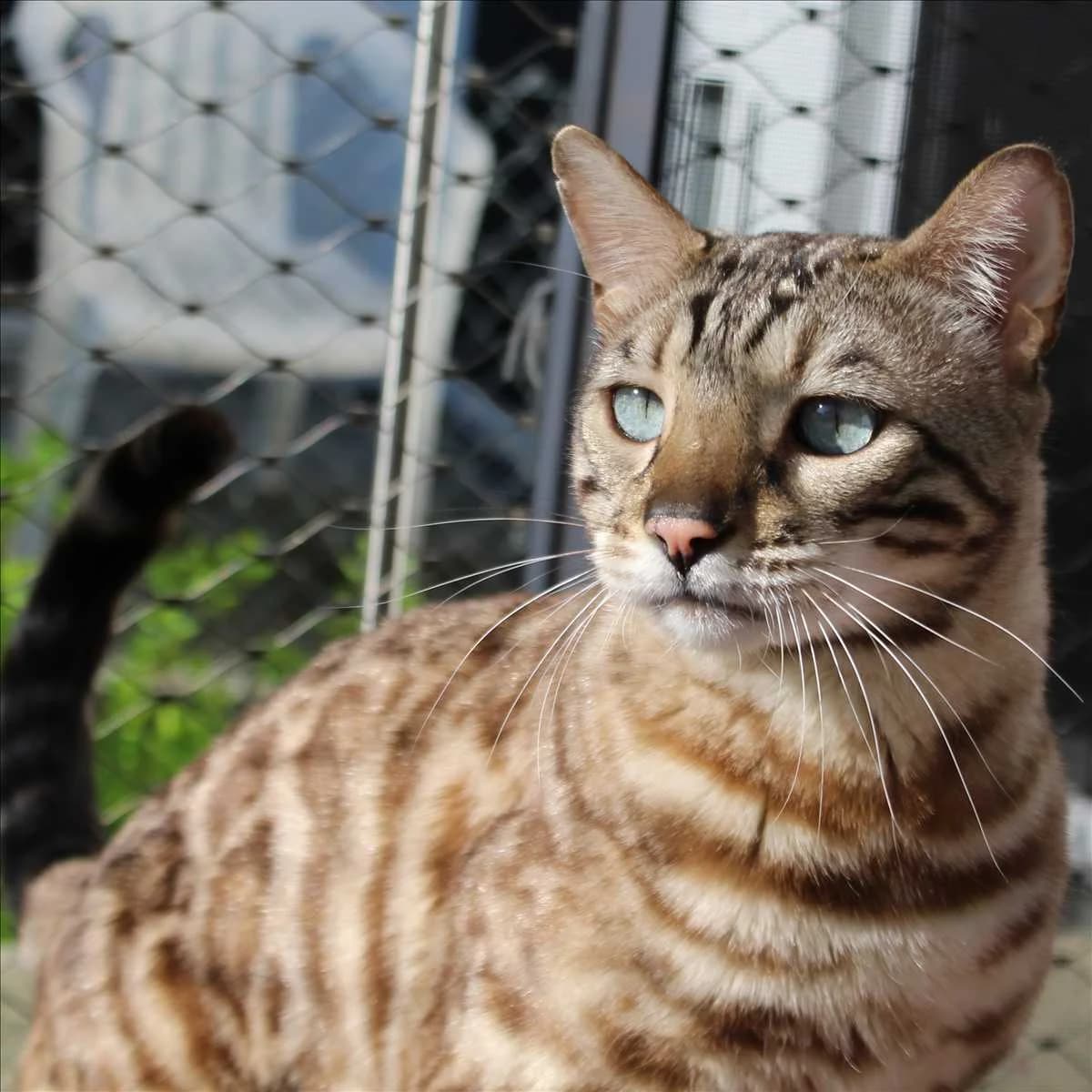 BALOU, male Bengal for adoption at Tierschutzverein München