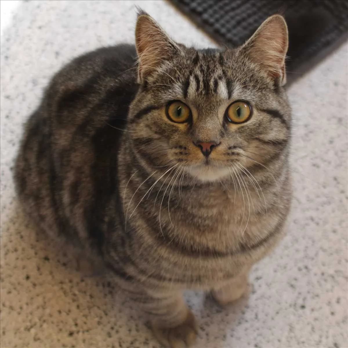 TOMMY, male mixed breed for adoption at Tierschutzverein München