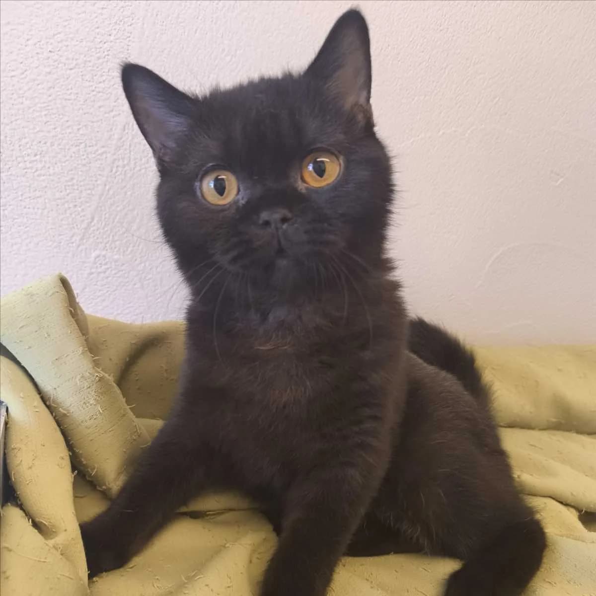 BLACK PEARL, male young British Shorthair for adoption at Tierschutzverein München