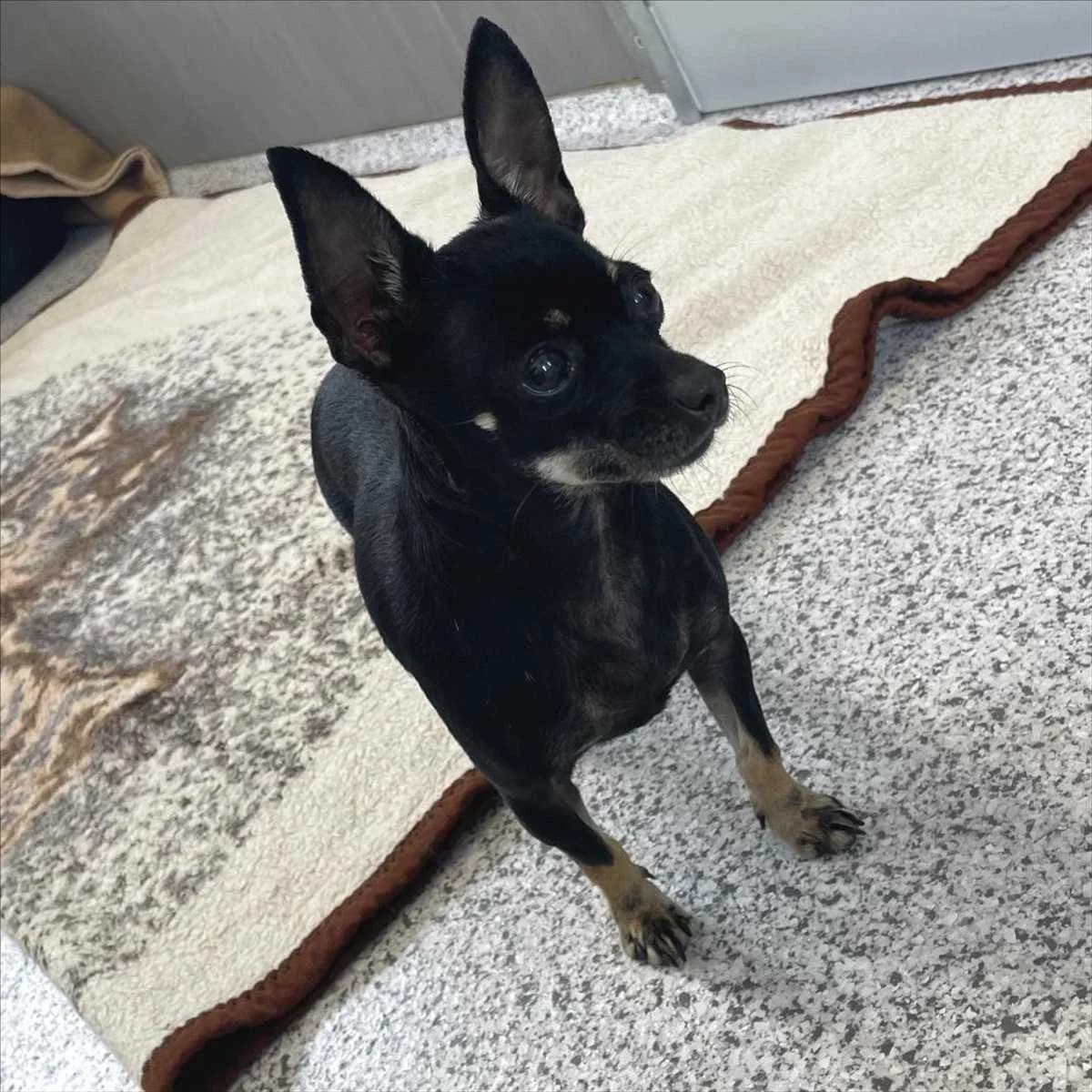 CHANTAL, female senior Chihuahua for adoption at Tierschutzverein München