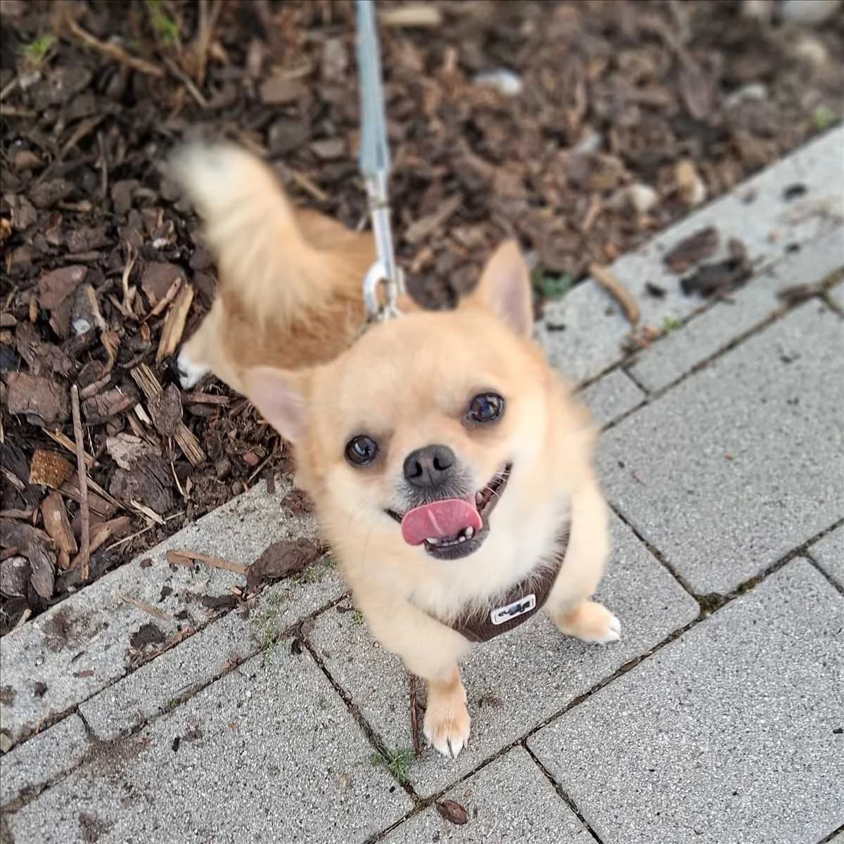 GOLLUM, male Chihuahua for adoption at Tierschutzverein München