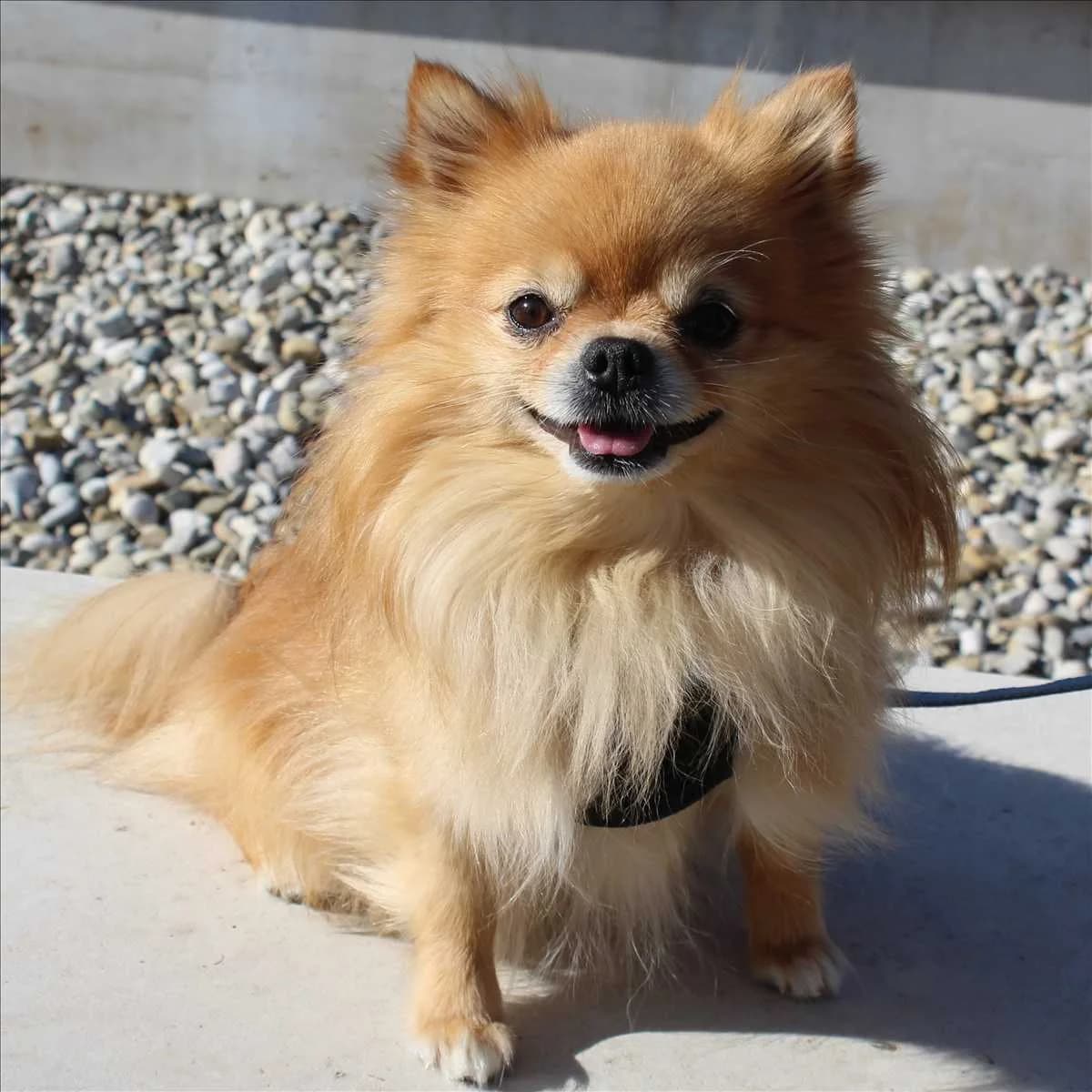 BILBO, male 3yo Chihuahua for adoption at Tierschutzverein München