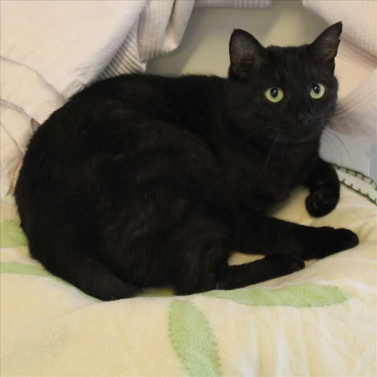 BATMAN, male 4yo mixed breed for adoption at Tierschutzverein München