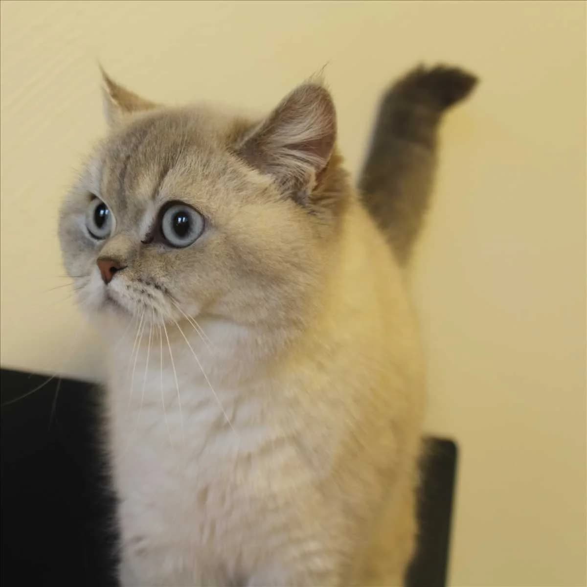 SNOWY, female British Shorthair for adoption at Tierschutzverein München