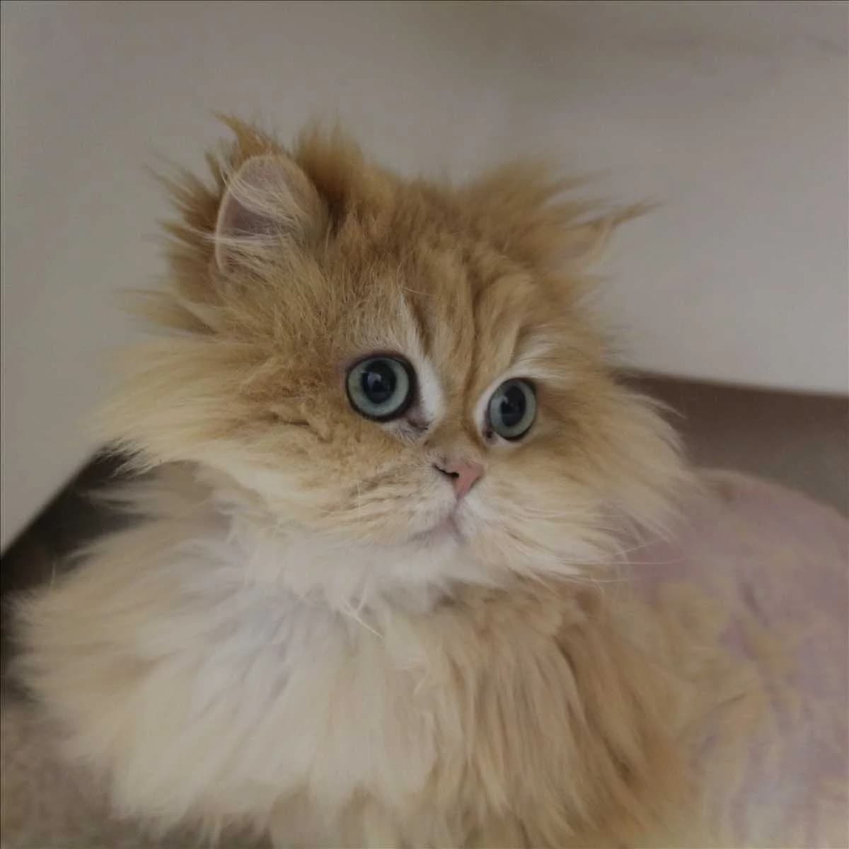 PONPON, male Persian for adoption at Tierschutzverein München