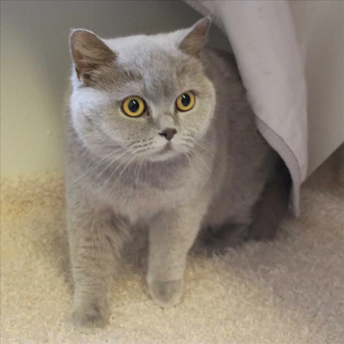 PERIFEE, female British Shorthair for adoption at Tierschutzverein München