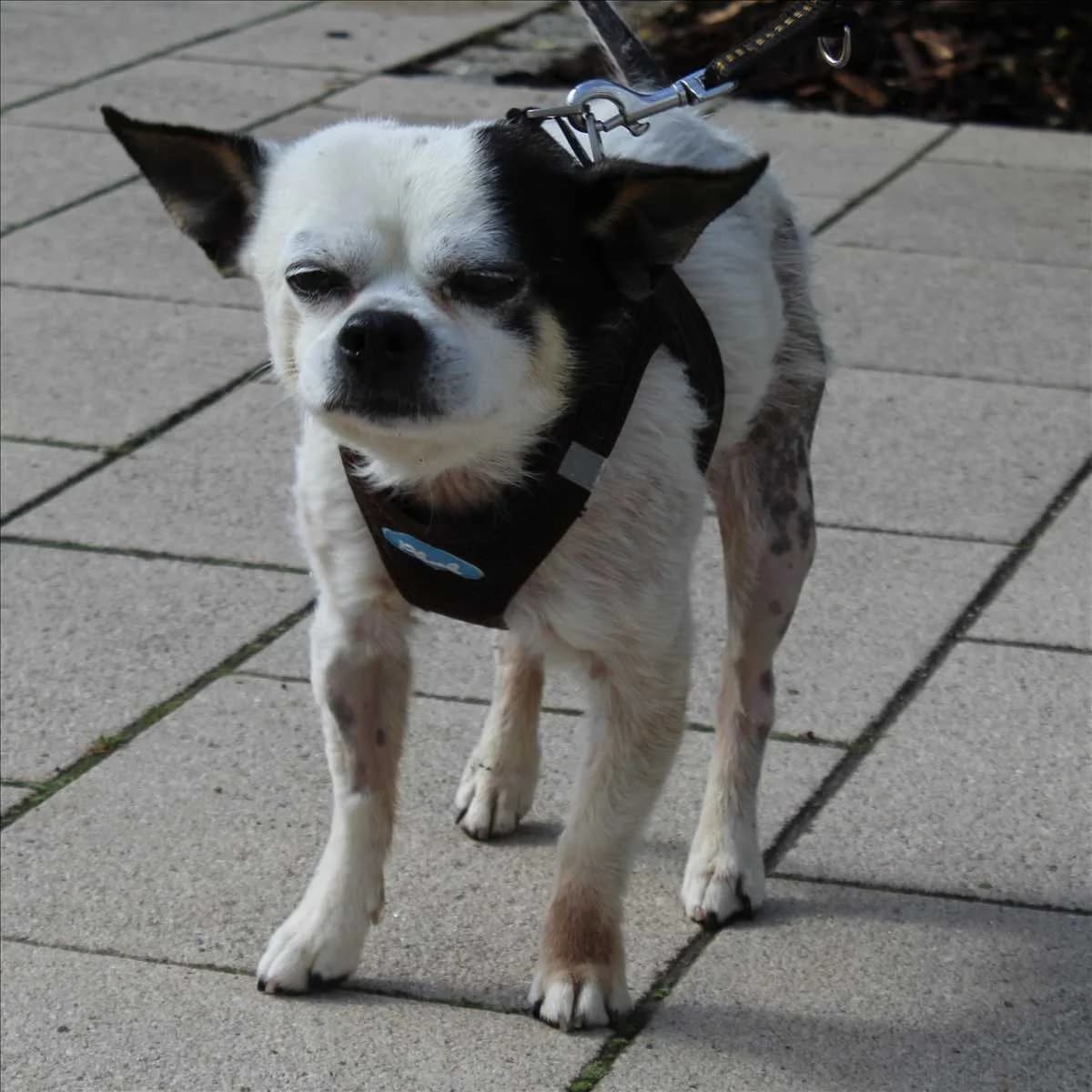 SNUPI, male senior Chihuahua for adoption at Tierschutzverein München