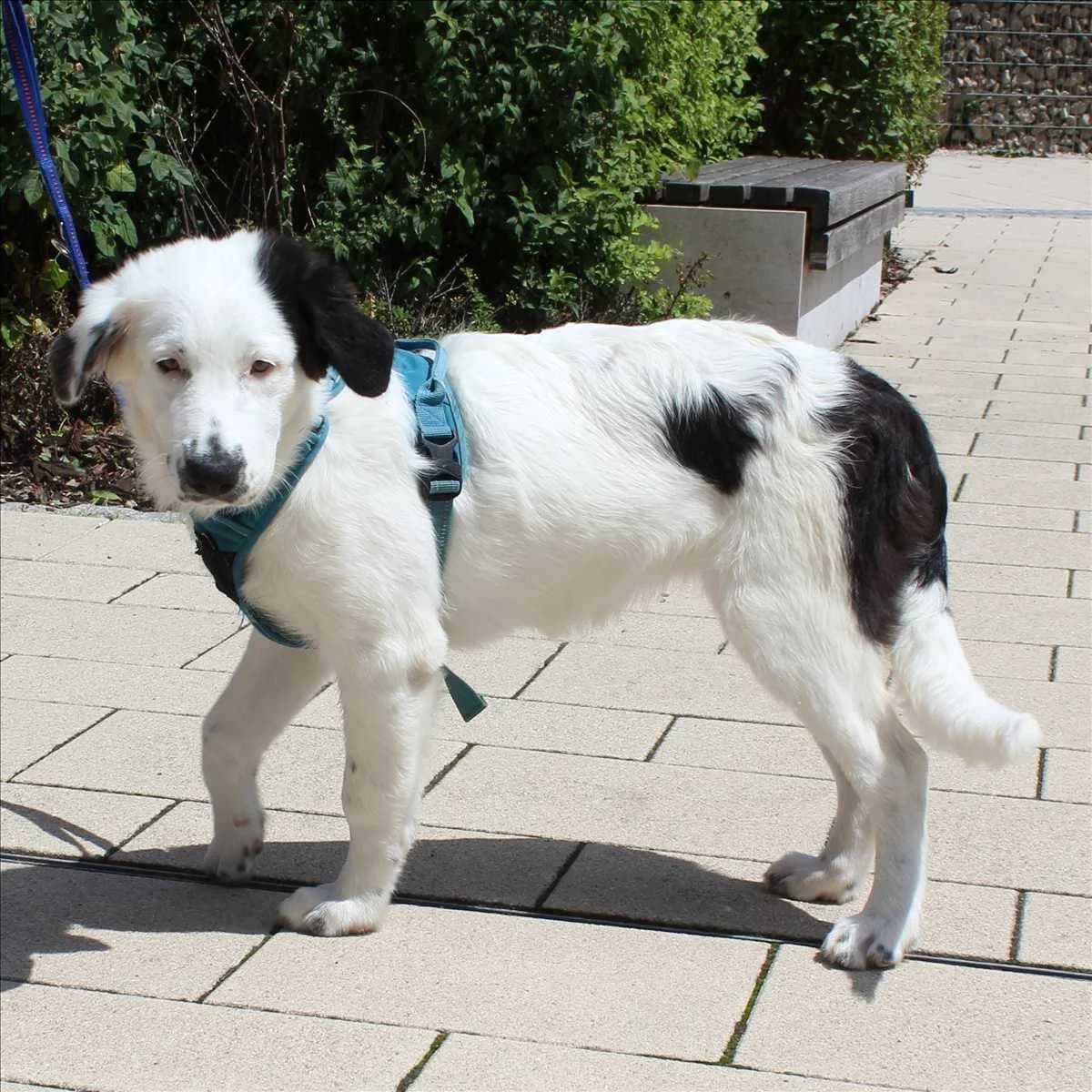ZOE, female puppy Mixed Breed for adoption at Tierschutzverein München