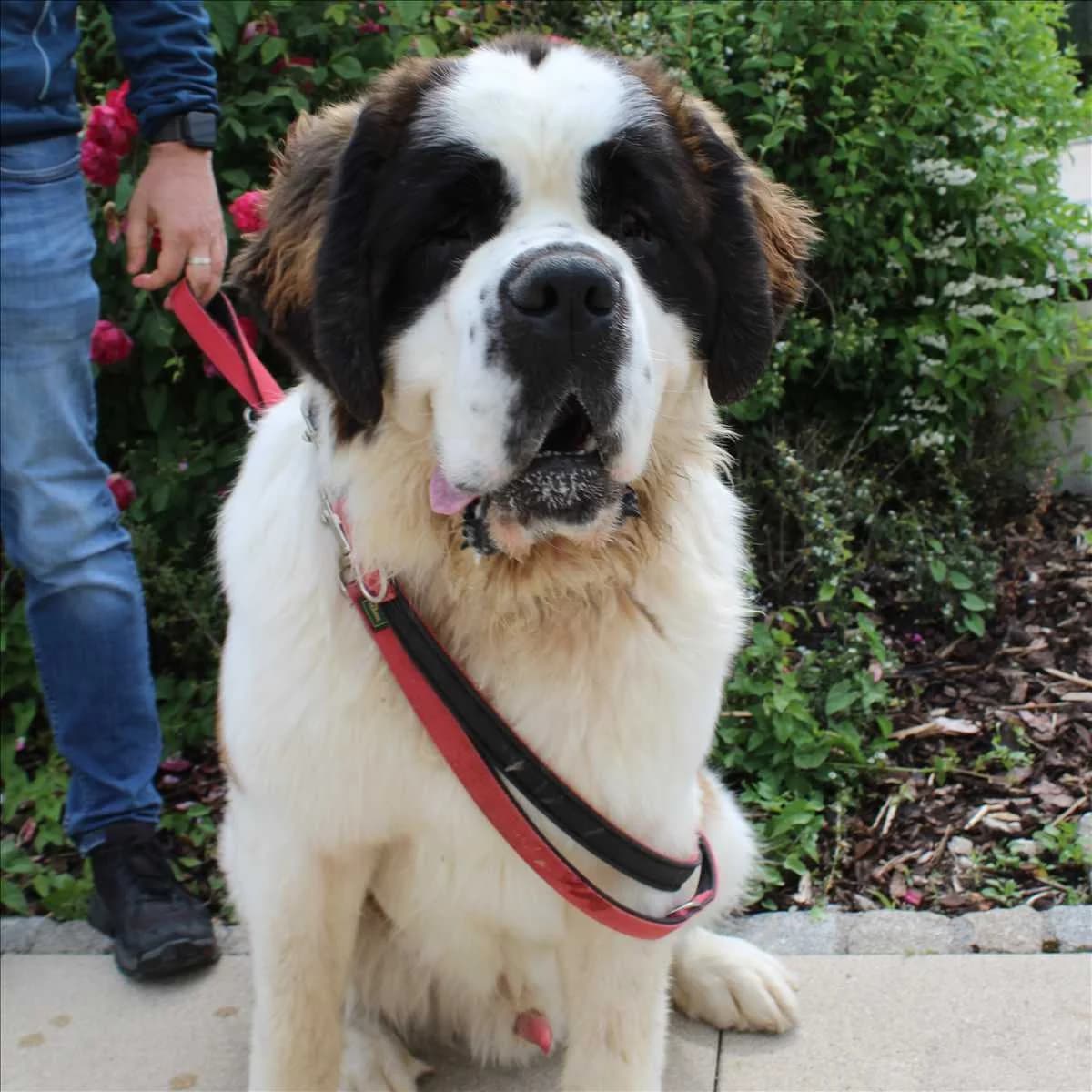 BEETHOVEN, male young Saint Bernard for adoption at Tierschutzverein München
