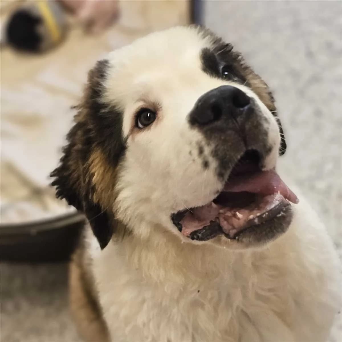 APPA, male puppy Saint Bernard for adoption at Tierschutzverein München