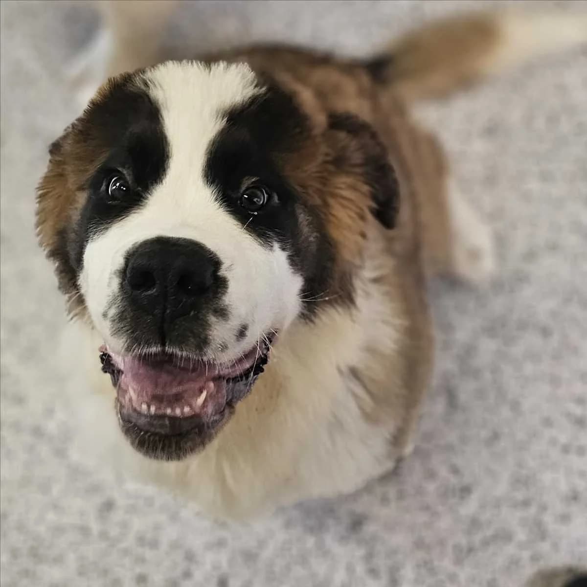 MOMO, female puppy Saint Bernard for adoption at Tierschutzverein München