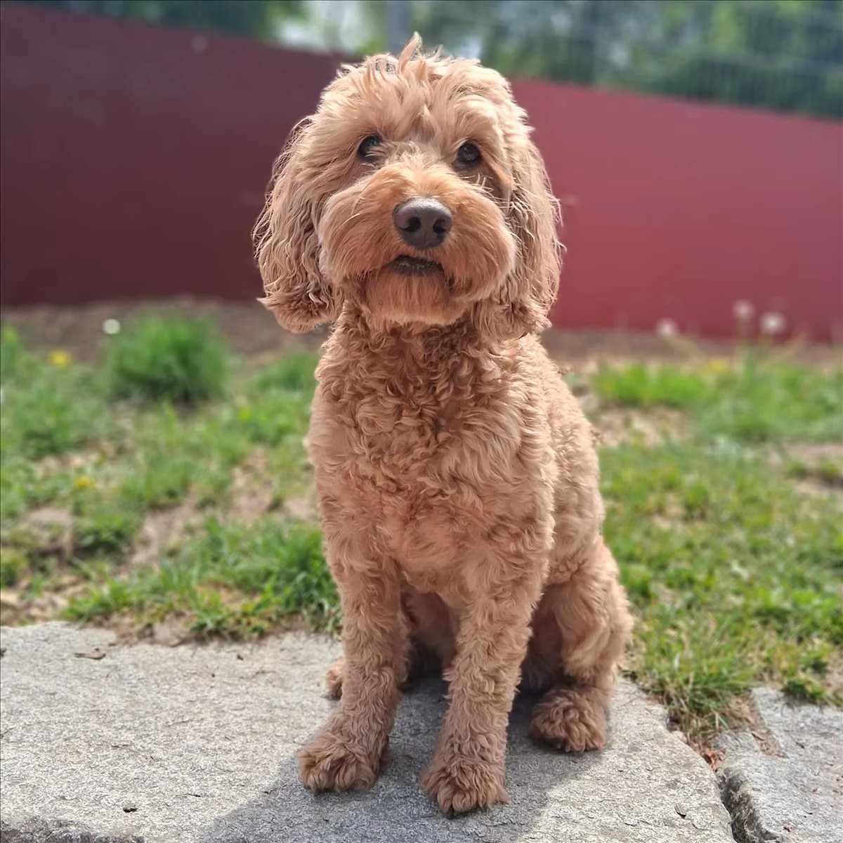 CHICO, male 5yo Poodle for adoption at Tierschutzverein München