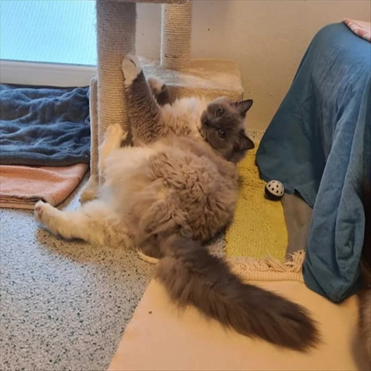 CONSTANTIN CHRISTOMANOS, male puppy Ragdoll for adoption at Tierschutzverein München