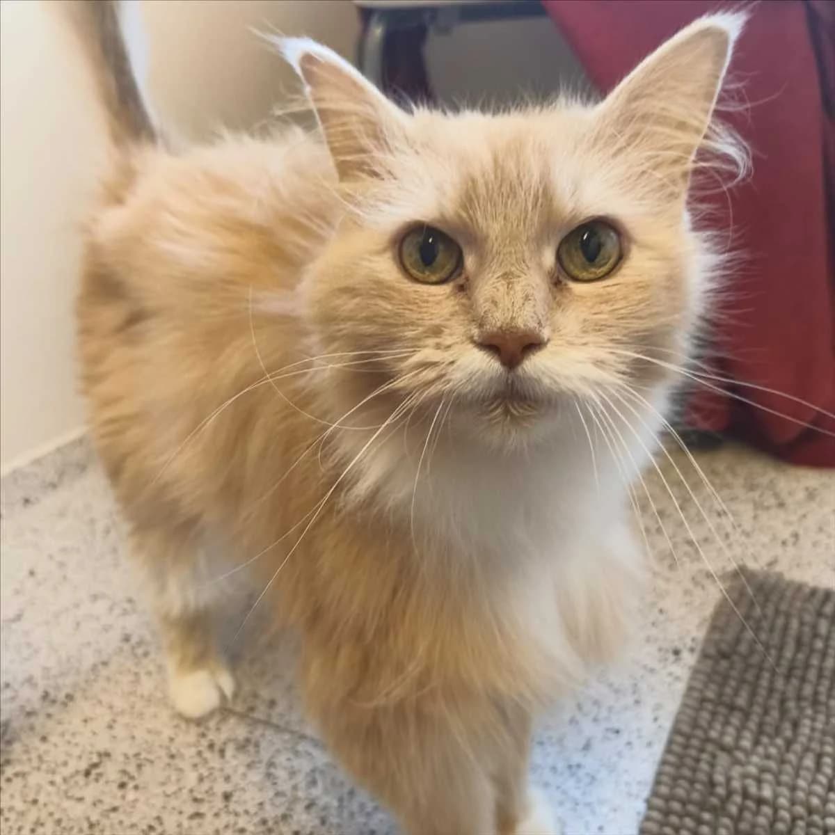 BAILEYS, female Maine Coon for adoption at Tierschutzverein München