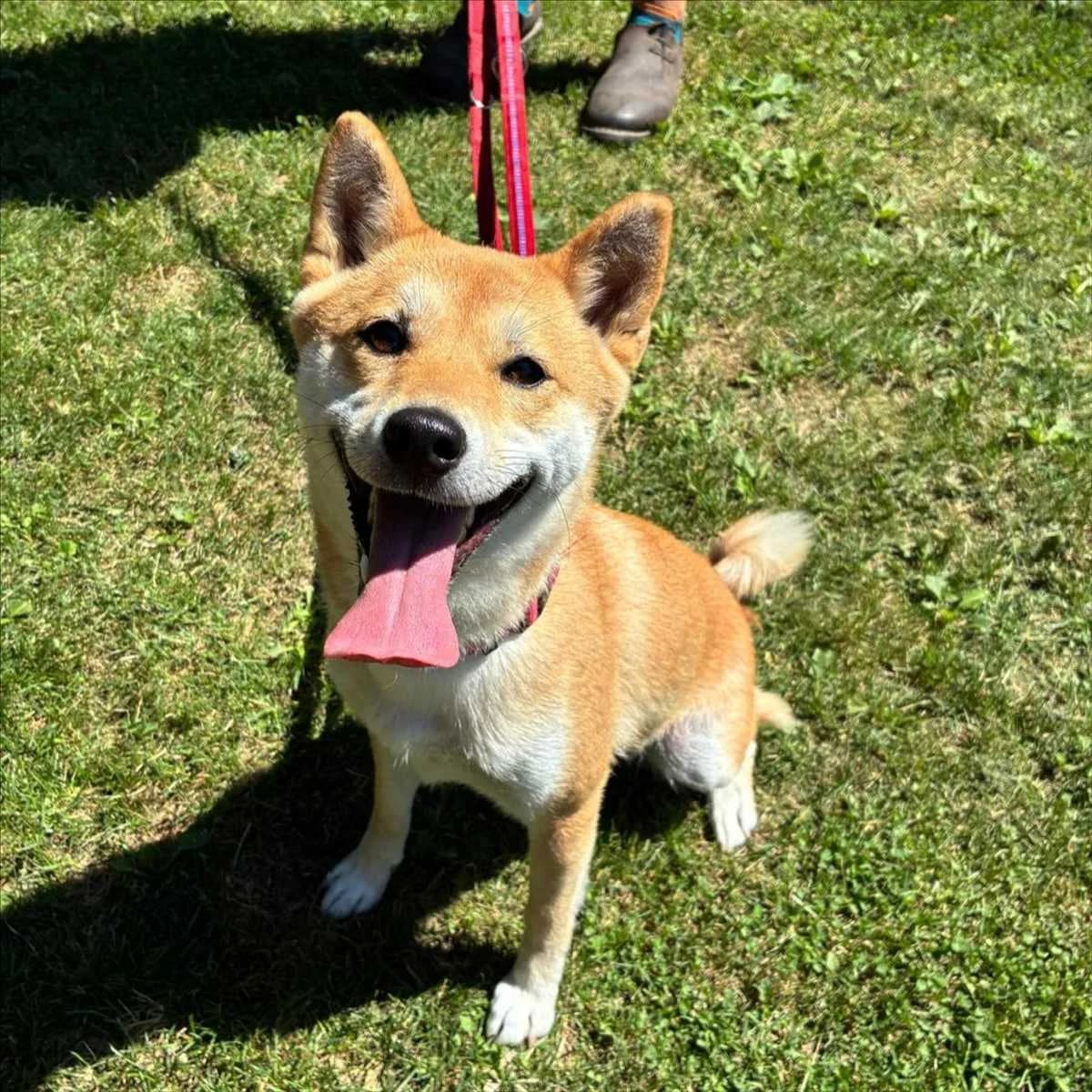 KALI, female young Shiba Inu for adoption at Tierschutzverein München