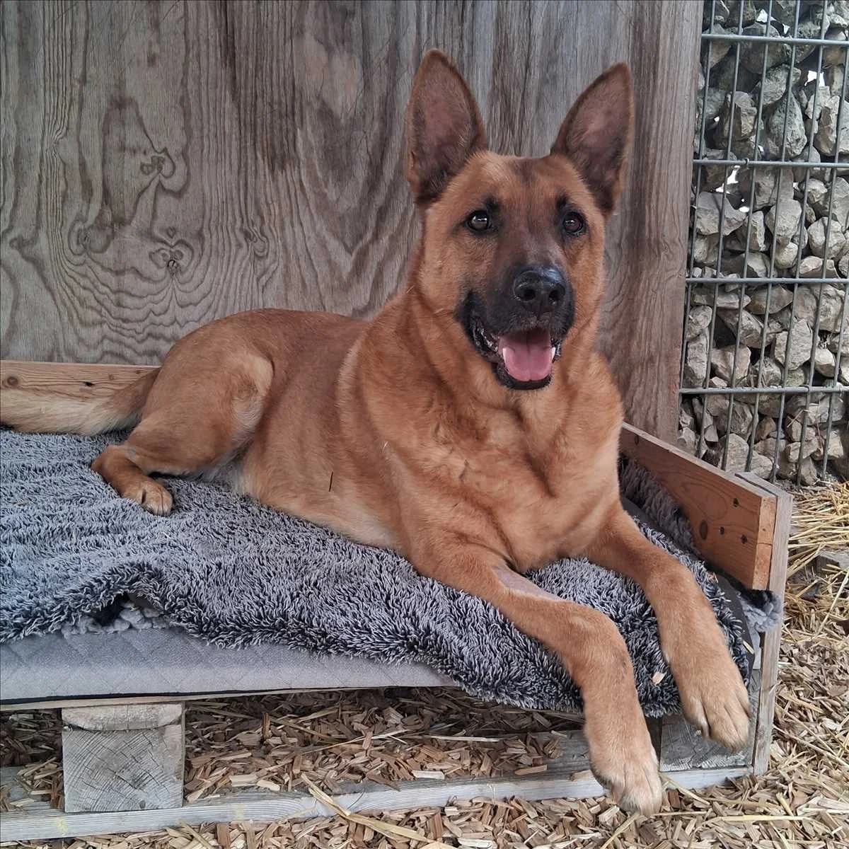 SÖREN, male 3yo German Shepherd for adoption at Tierschutzverein München