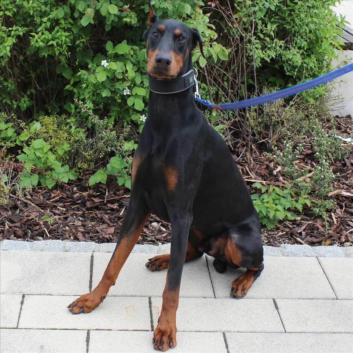 CONAN, male young Doberman for adoption at Tierschutzverein München