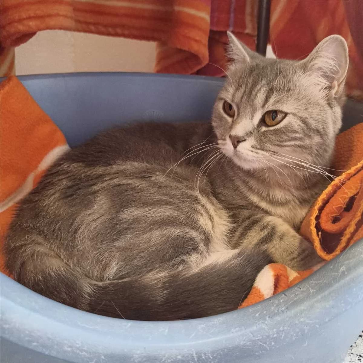 GRAULI, female young British Shorthair for adoption at Tierschutzverein München