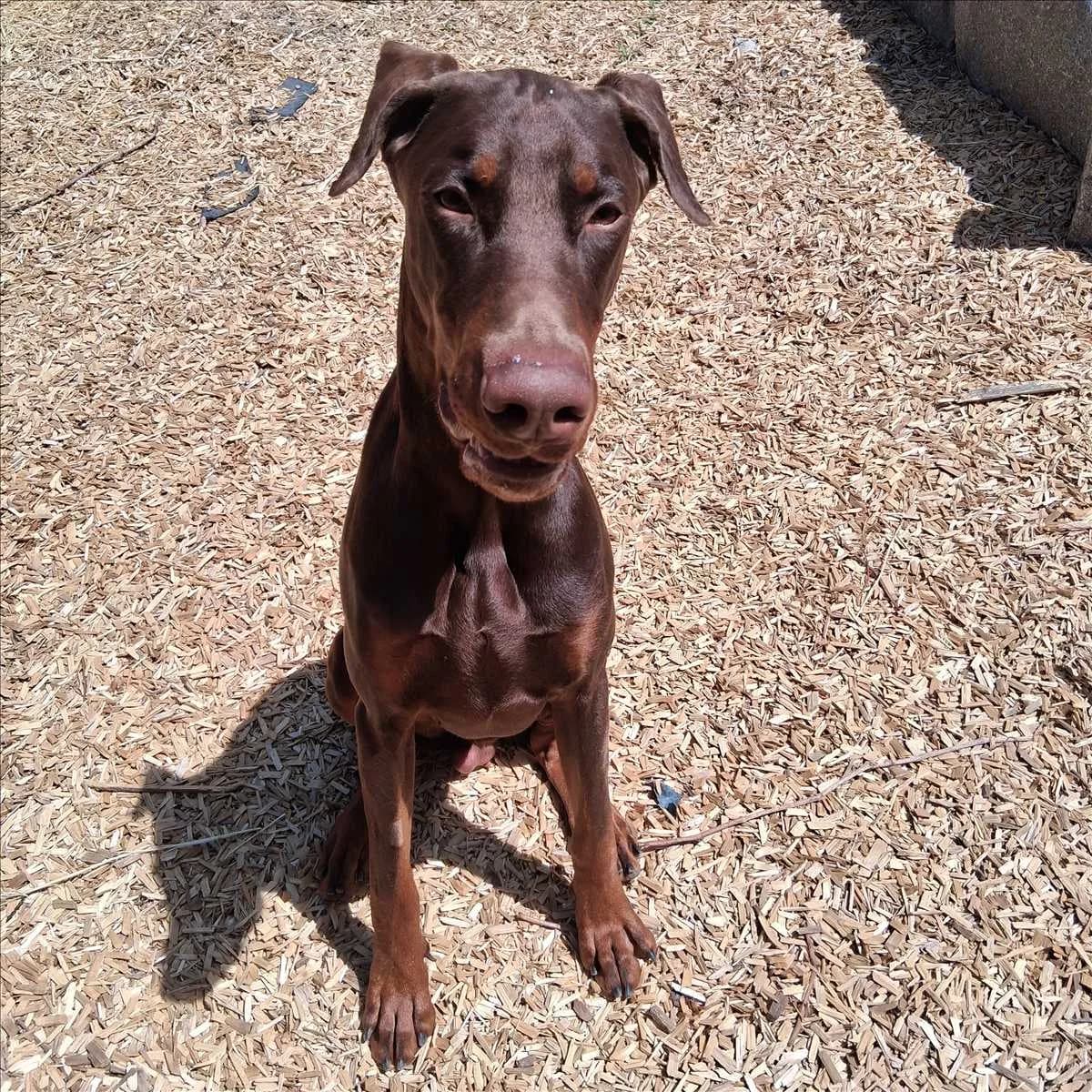 PABLO, male young Doberman for adoption at Tierschutzverein München