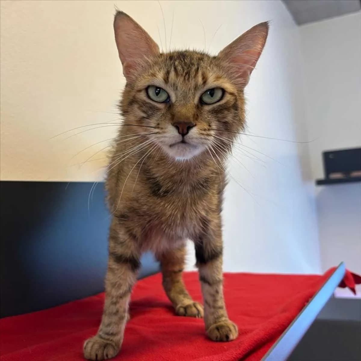 KUMRU, female 5yo mixed breed for adoption at Tierschutzverein München