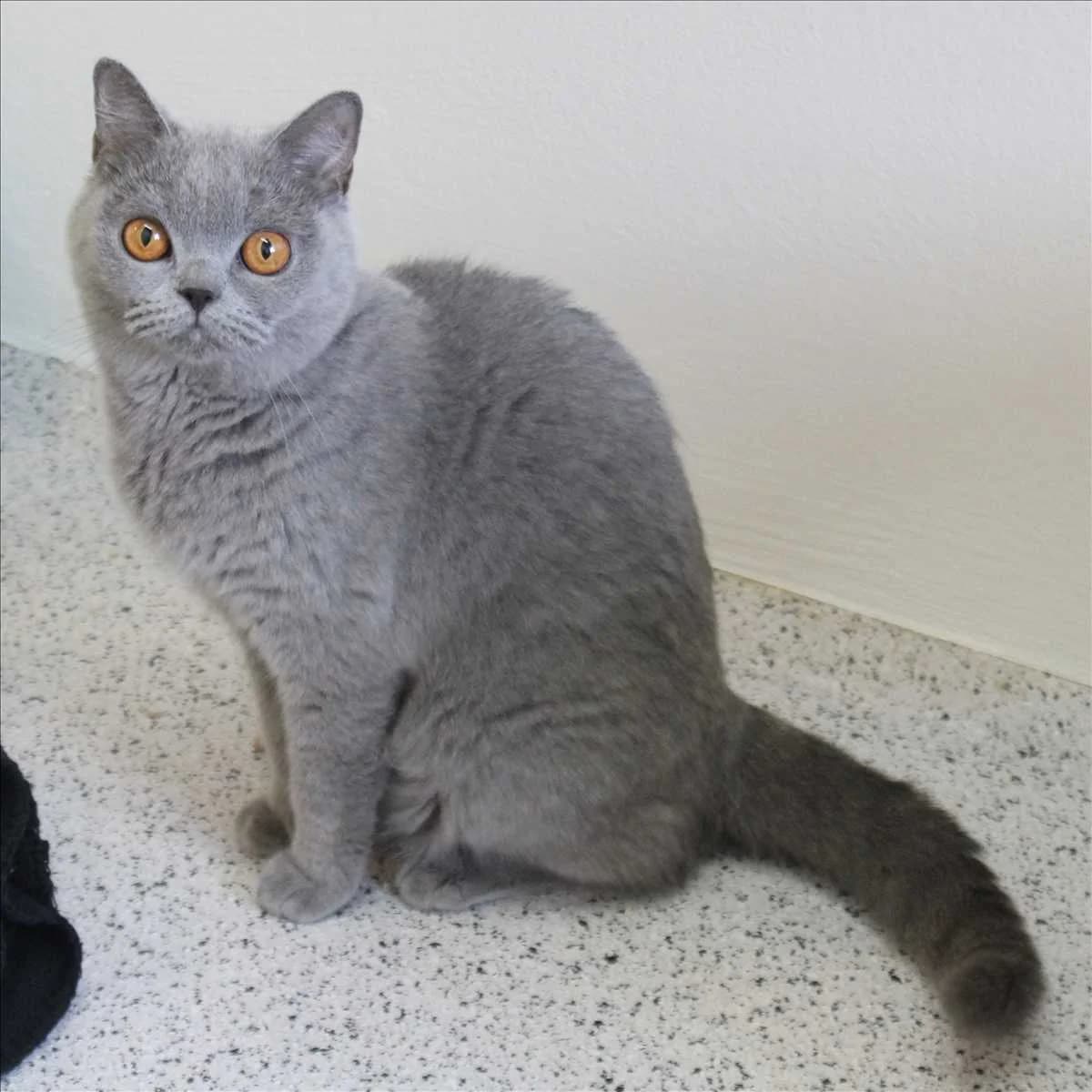 LIZ, female British Shorthair for adoption at Tierschutzverein München