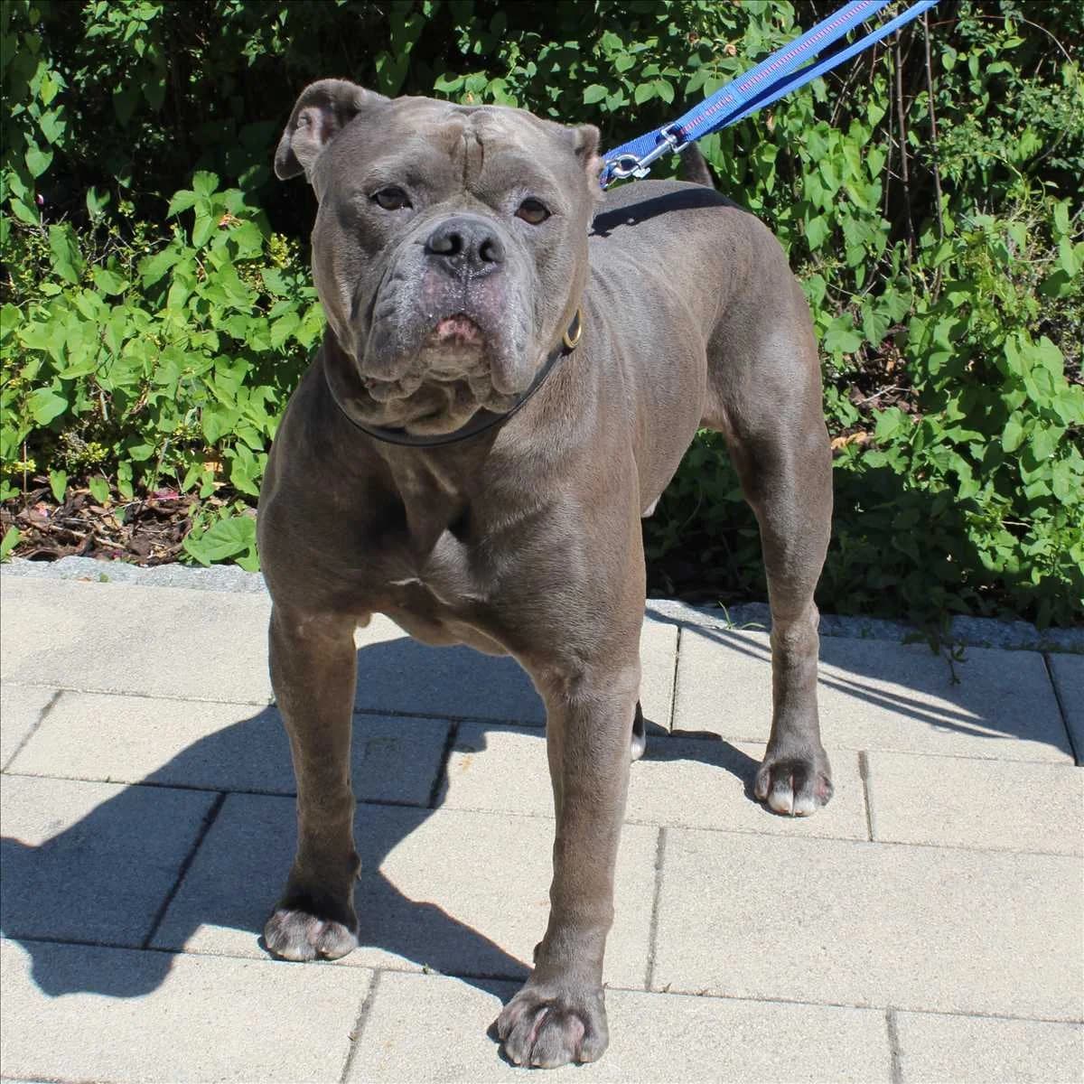 CHARLY, male 4yo English Bulldog for adoption at Tierschutzverein München