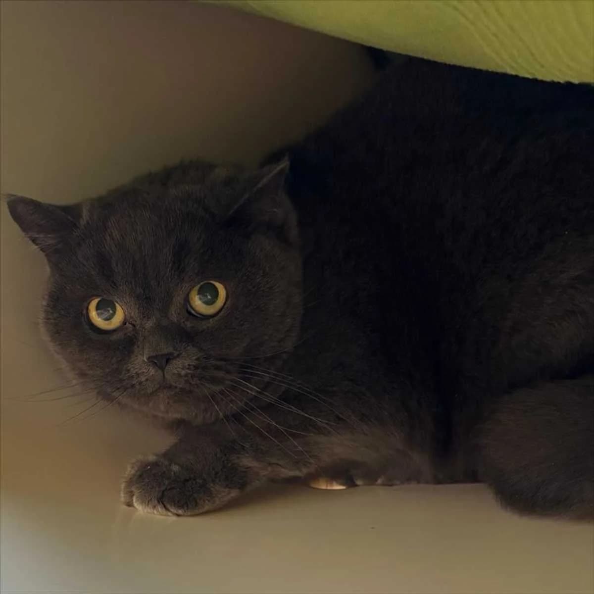 MAXI, male senior British Shorthair for adoption at Tierschutzverein München