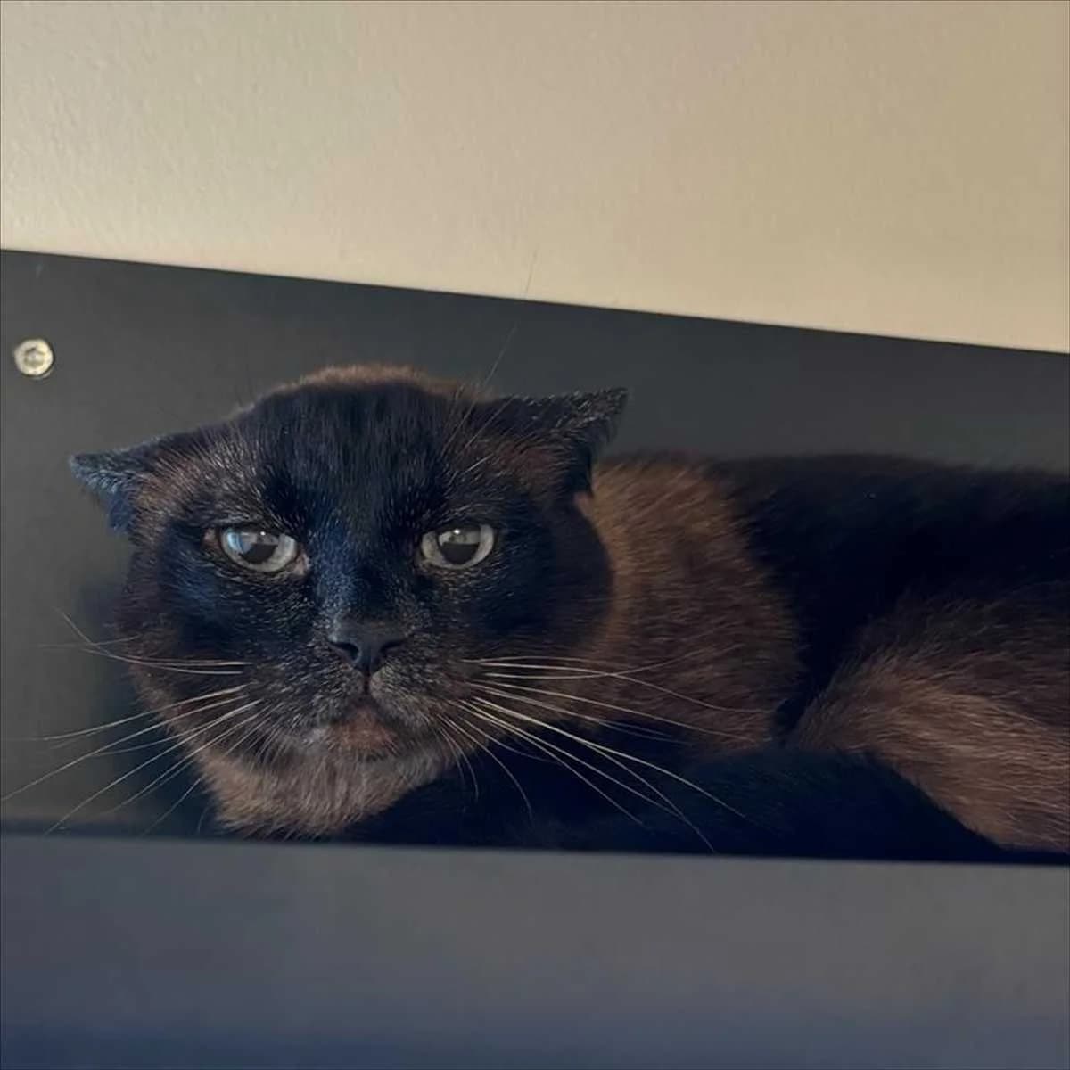 TOMMY, male senior British Shorthair for adoption at Tierschutzverein München