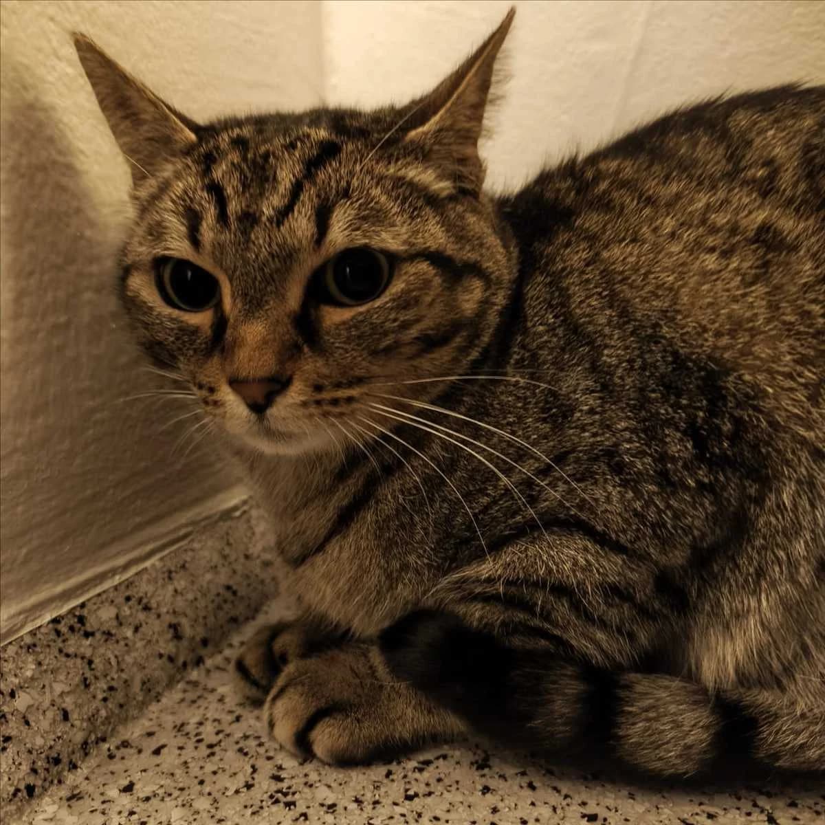 SIMBALA, female 5yo mixed breed for adoption at Tierschutzverein München