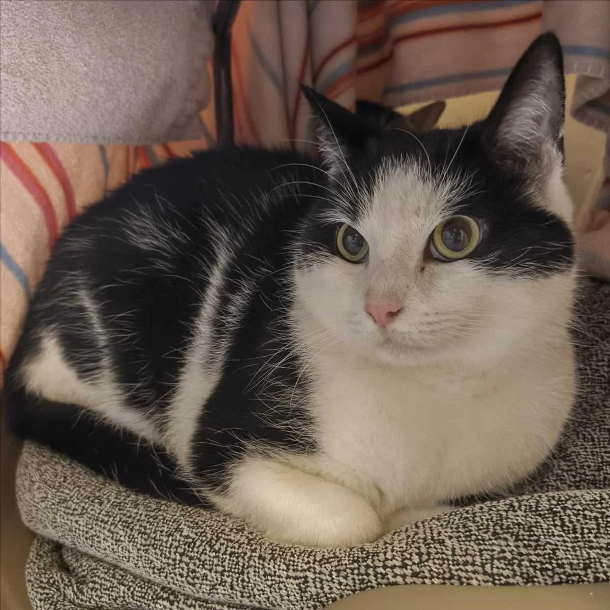 MILAN, male 5yo mixed breed for adoption at Tierschutzverein München