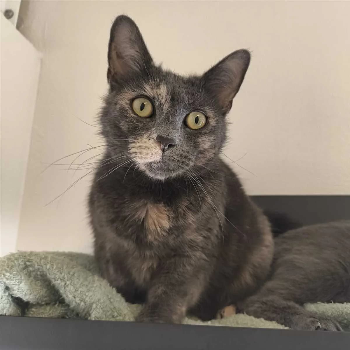 FRIDA, female 4yo British Shorthair for adoption at Tierschutzverein München