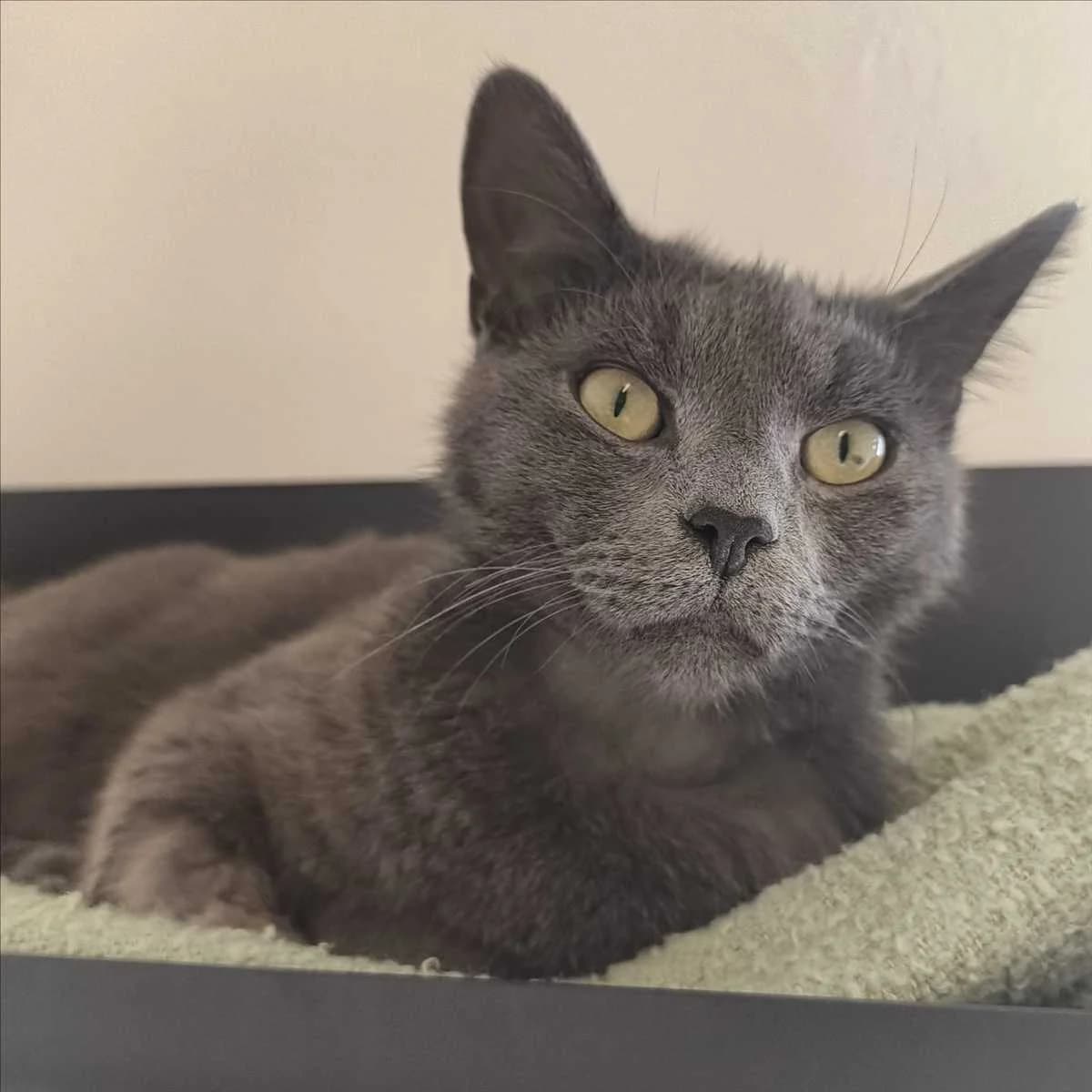PABLO, male 4yo British Shorthair for adoption at Tierschutzverein München
