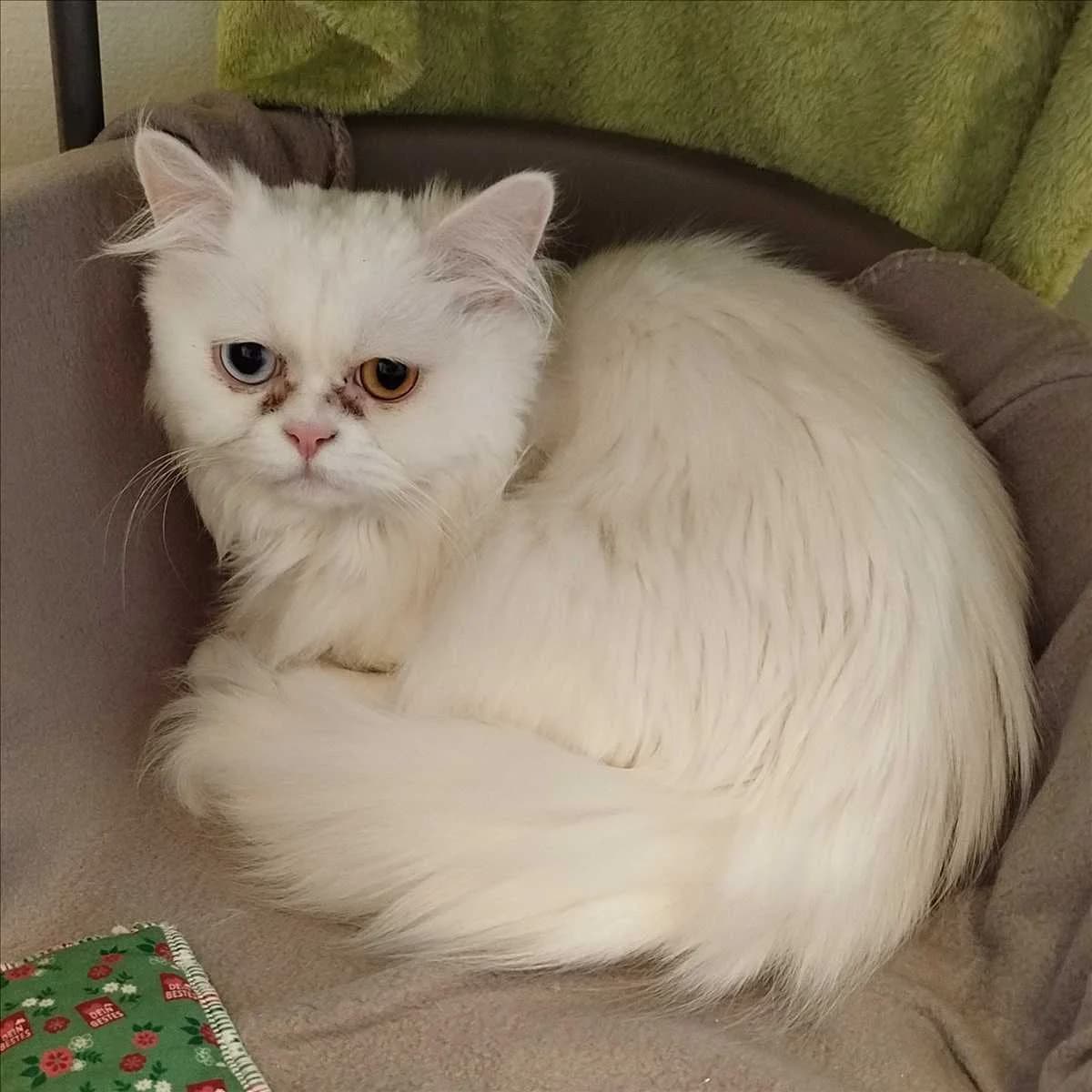 PAMUK, female 3yo Persian for adoption at Tierschutzverein München