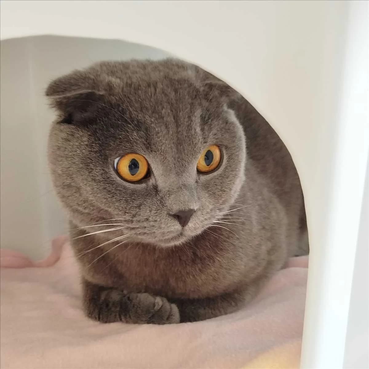 DUMAN, male 3yo Scottish Fold for adoption at Tierschutzverein München