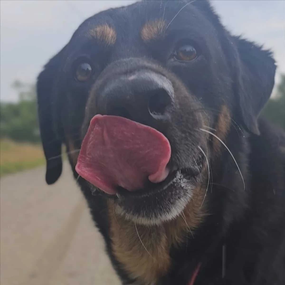 PETERCHEN, male senior mixed breed for adoption at Tierschutzverein München