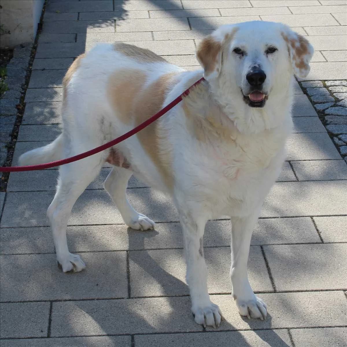 HELENA, female senior mixed breed for adoption at Tierschutzverein München