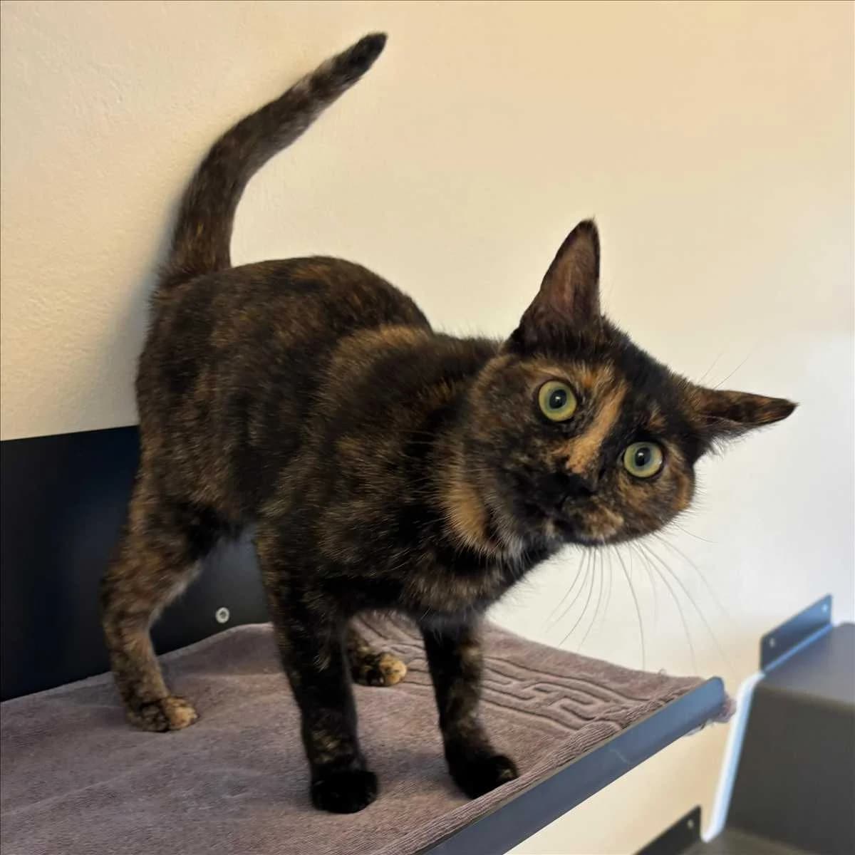 LADY, female mixed breed for adoption at Tierschutzverein München