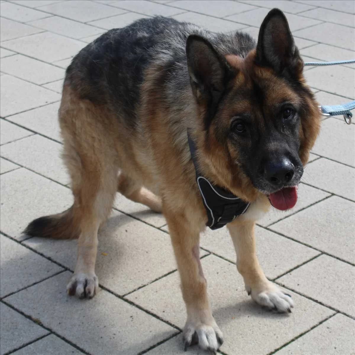 REX, male 5yo German Shepherd for adoption at Tierschutzverein München